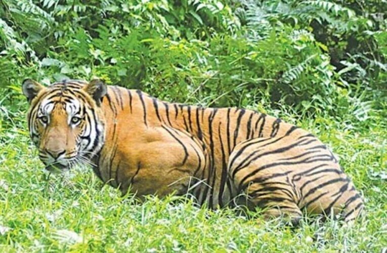 अंतर्राष्ट्रीय बाघ शिकारी आदिन सिंह उर्फ कल्ला बावरिया को 4 वर्ष की सजा