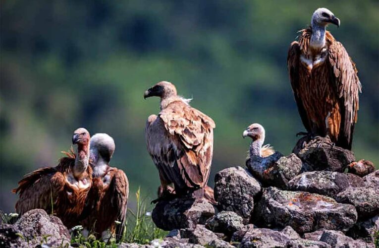 पहली बार ऑनलाइन ऐप से होगी गिद्ध गणना