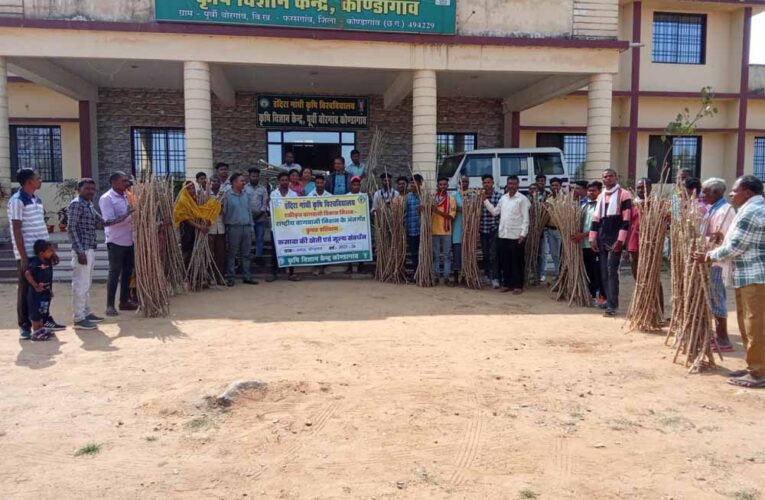 कोंडागांव जिले में कसावा की खेती: कृषि विज्ञान केंद्र का नवाचार