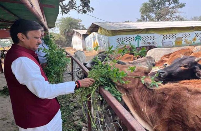 उप मुख्यमंत्री  शुक्ल ने लक्ष्मणबाग गौशाला का किया भ्रमण