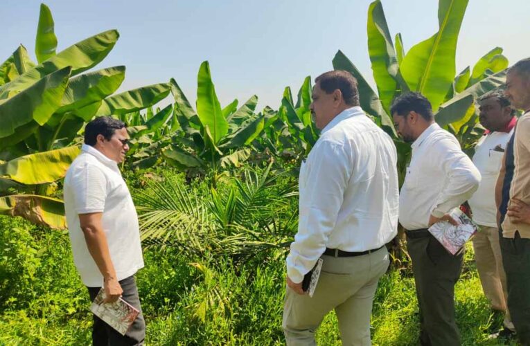 खाद्य तेल में आत्मनिर्भरता की ओर छत्तीसगढ़ : राज्य में 10,796 हेक्टेयर क्षेत्रों में ऑयल पाम की खेती