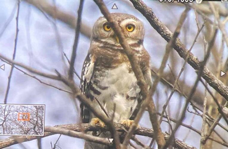 कूनो राष्ट्रीय उद्यान में फॉरेस्ट ऑउलेट का दिखाई देना, शुभ संकेत