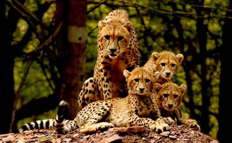 ‘प्रोजेक्ट चीता’ ‘प्रकृति से प्रगति’ का संदेश देती विश्व की सबसे सफल परियोजना : मुख्यमंत्री डॉ. यादव