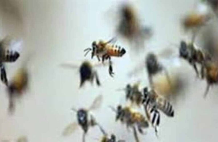 माता टेकरी पर मधुमक्खियों का हमला