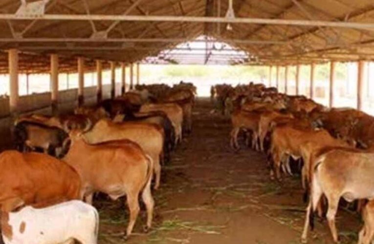 63 को गोकुल व 49 को आज मिलेगा नंद बाबा पुरस्कार