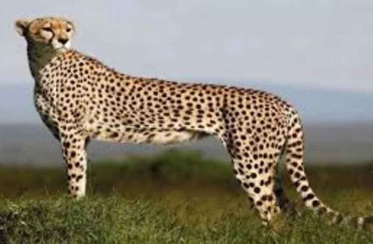 बोत्सवाना से आएंगे 8 चीते, 2032 तक आत्मनिर्भर आबादी का लक्ष्य तय