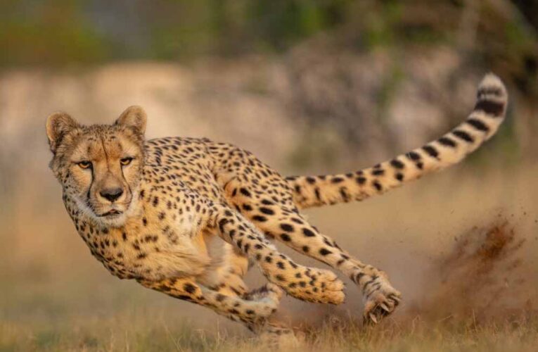 कूनो में आज शनिवार सुबह होगी ग्रैंड लैंडिंग, बोत्सवाना से आए 8 नए चीते, CM Mohan Yadav करेंगे बाड़े में रिलीज