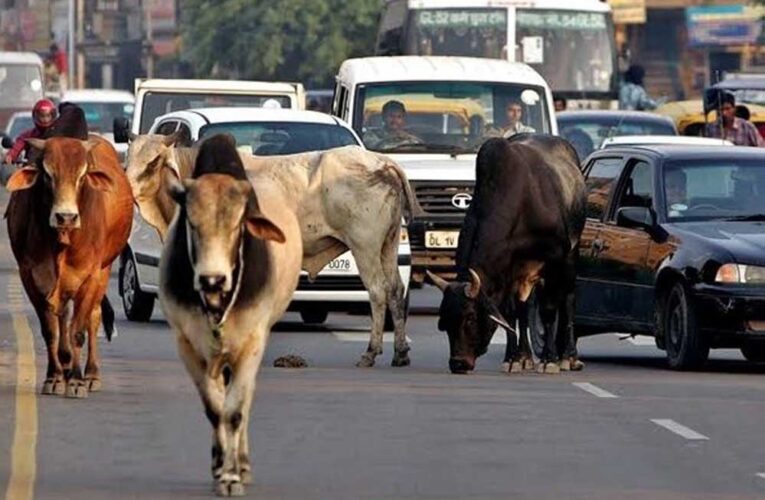 दो साल में MP की सड़कों से खत्म होंगे आवारा मवेशी, विधानसभा में BJP सरकार का दावा