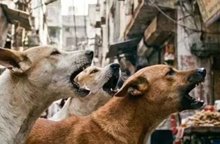 स्कूल के पहले दिन मासूम पर हमला: 4 साल के बच्चे को कुत्ते ने काटा, दहशत में परिवार