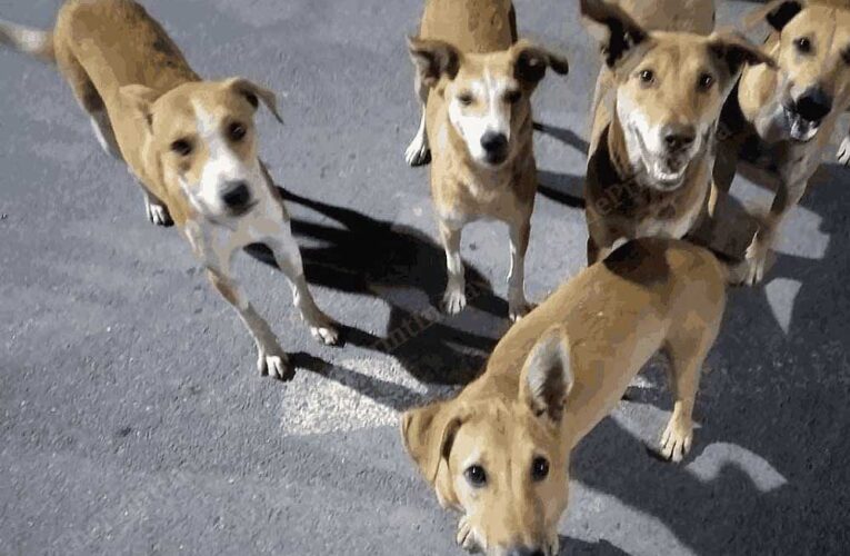 आवारा कुत्तों से निजात दिलाएंगे शेल्टर होम व एबीसी सेंटर