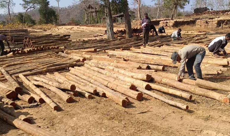 डिजिटल सिस्टम से बढ़ी पारदर्शिता, रोजगार सृजन में वन विकास निगम की नई पहल