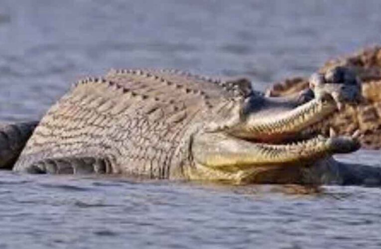 मध्य प्रदेश सरकार ने चंबल में घड़ियालों के घोंसलों को बचाने की योजना बनाई, जल्द होगा सर्वे