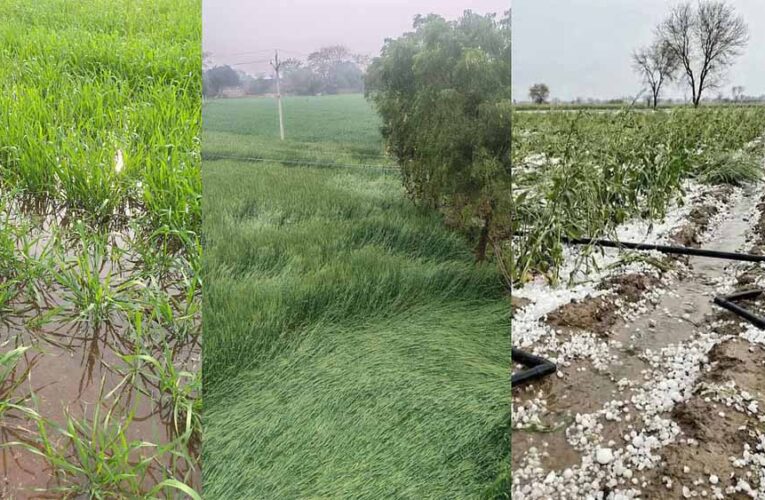 कुदरत का कहर: ग्वालियर में ओलावृष्टि से 90% तक फसलें तबाह, एक किसान की जान गई