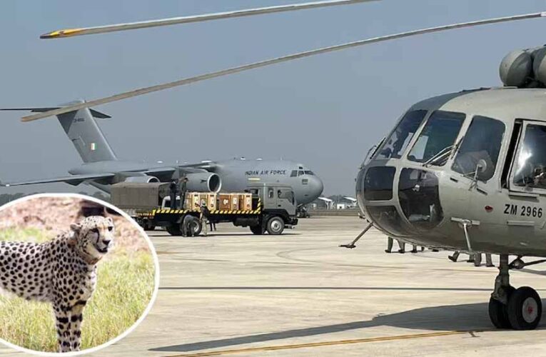 बोत्स्वाना से 28 फरवरी को कूनो पहुंचेंगे 8 चीते