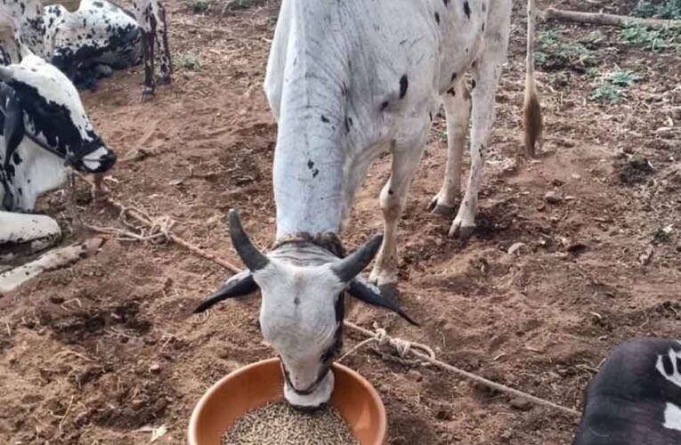 नस्ल सुधार से पशुपालकों की आय बढ़ाने की दिशा में ‘हिरण्यगर्भा अभियान’ मजबूत आधार