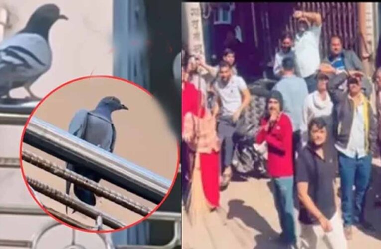 ज्वैलरी शॉप से लाखों की सोने की चेन ले उड़ा कबूतर, गले में डालकर घंटों तक बैठा रहा