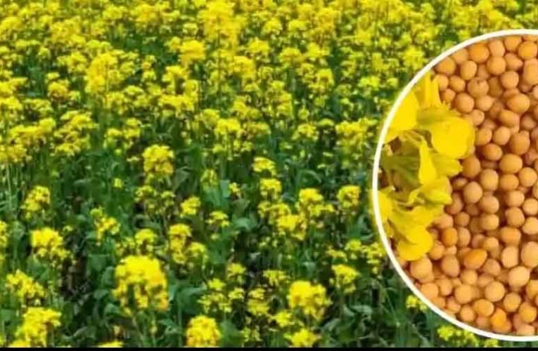 एमपी किसानों के लिए बड़ी राहत: अब सरसों पर भी मिलेगा भावांतर, सोयाबीन की तरह सरकार देगी कीमत का अंतर