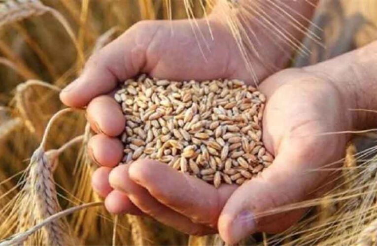 1.81 लाख किसानों ने कराया गेहूं उपार्जन के लिए पंजीयन, मंत्री राजपूत ने दी जानकारी