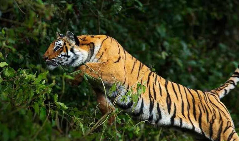 छत्तीसगढ़–महाराष्ट्र सीमा पर बाघ का आतंक: दिन-दहाड़े मवेशी पर हमला, ग्रामीण पेड़ पर चढ़कर बची जान