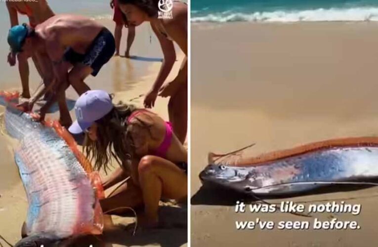 मैक्सिको के बीच पर दिखीं ‘प्रलय की मछलियां’, महिला ने कैमरे में कैद किया दुर्लभ दृश्य