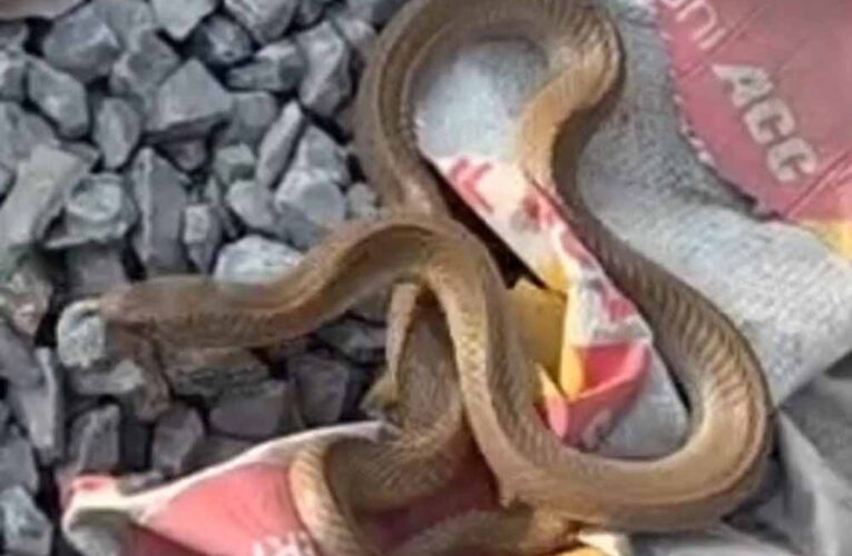 कोरबा में निर्माणाधीन मकान से निकला कोबरा, इलाके में मची अफरा-तफरी