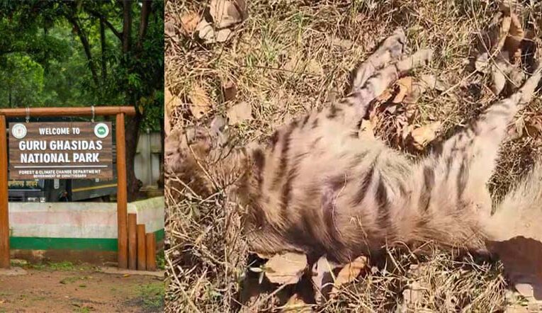 वन विभाग की लापरवाही बनी जानलेवा, इलाज न मिलने से लकड़बग्घे की मौत