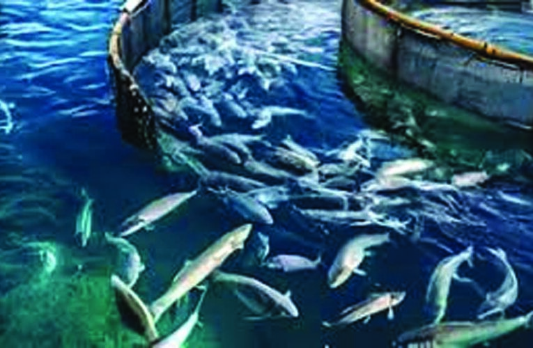 मत्स्य क्षेत्र में 30 कंपनियां करेंगी 1400 करोड़ रुपये से अधिक का निवेश