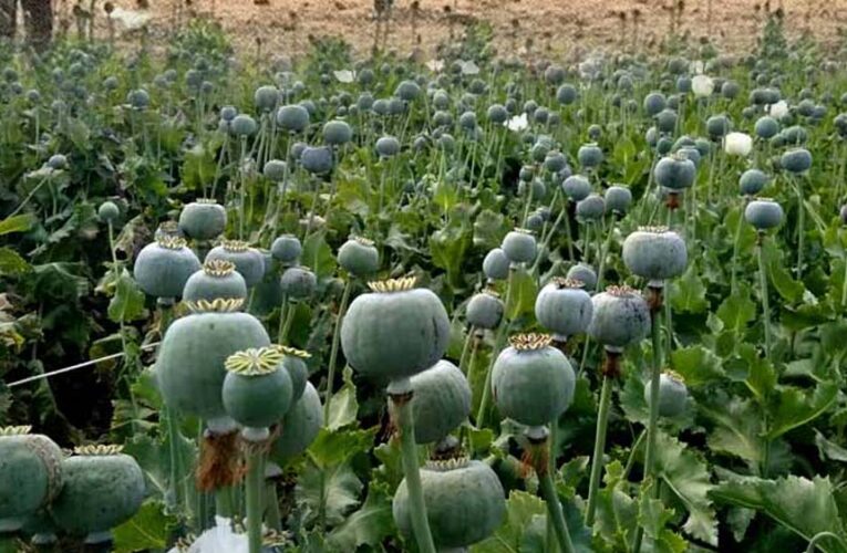 रायगढ़ में फिर मिली अफीम की फसल, दो किसान गिरफ्तार, इस महीने अवैध खेती का 5वां मामला