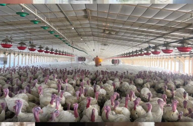 पोल्ट्री फार्म में 5000 से अधिक मुर्गियों की संदिग्ध मौत, बर्ड फ्लू की आशंका, पशु चिकित्सा विभाग में हड़कंप