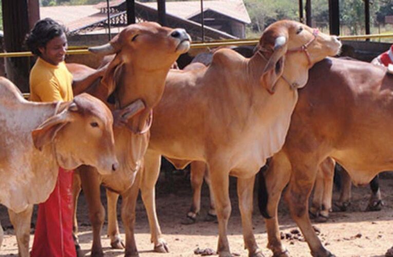 गोशालाएं बनेंगी अर्थव्यवस्था का ग्रोथ इंजन