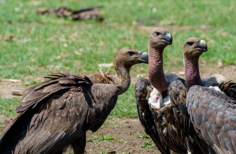 वीरांगना दुर्गावती टाइगर रिजर्व में 951 गिद्ध दर्ज, सात प्रजातियों की हुई पहचान; तीन दिन तक चला सर्वे