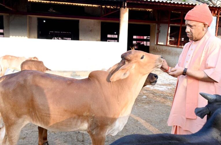गोसेवा में रमे सीएम योगी, गोवंश को खिलाया गुड़-रोटी