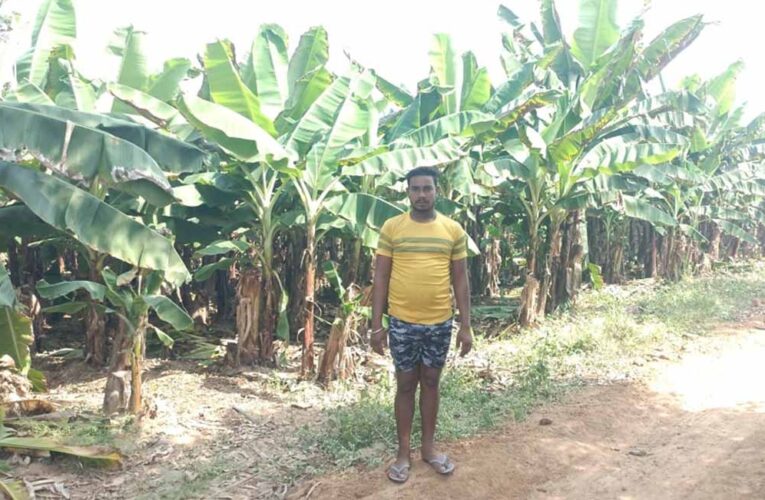 केला उत्पादन से बढ़ी आमदनी, उद्यानिकी खेती से मिला नया सहारा