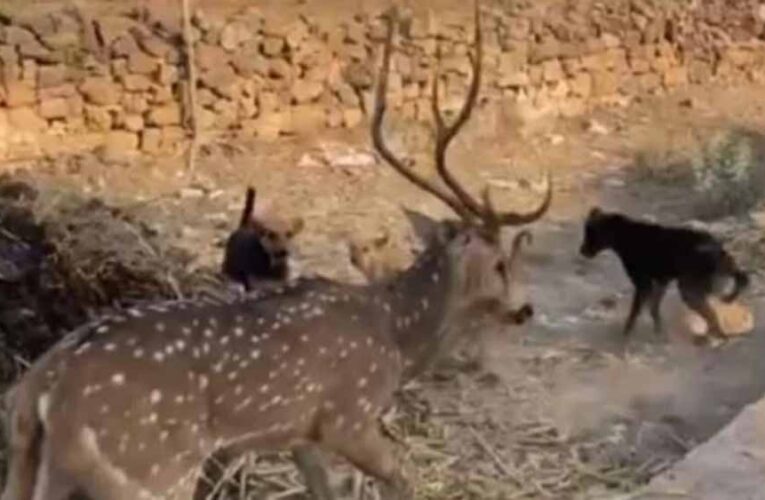 छतरपुर में बच्चों की बहादुरी, आवारा कुत्तों के जबड़े से हिरण को बचाकर जंगल में छोड़ा