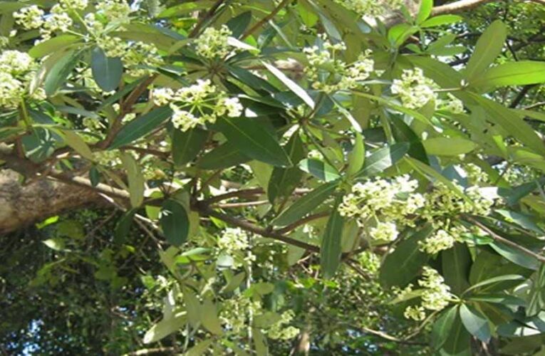 छत्तीसगढ़ विधानसभा में फिर उठा छातिम वृक्ष विवाद, मंत्री ओपी चौधरी ने रोक से किया इनकार