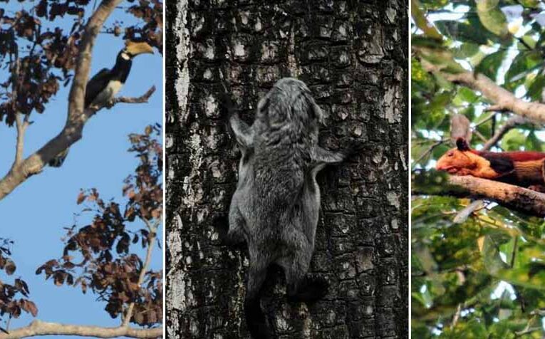 उदंती टाइगर रिजर्व में दुर्लभ वन्यजीवों की झलक, AI और पारंपरिक ज्ञान से मिली बड़ी सफलता