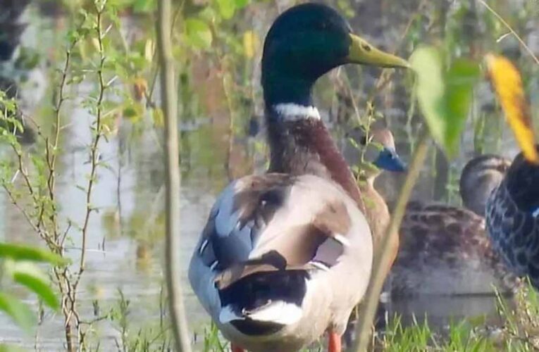 गिधवा टैंक में प्रवासी मल्लार्ड का आगमन, बढ़ी क्षेत्र की पहचान