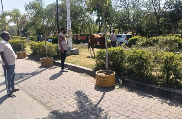 पार्क में ‘घोड़े की मौज’: तीन दिन से घास चर रहा था, नगर पालिका ने किया ‘गिरफ्तार’