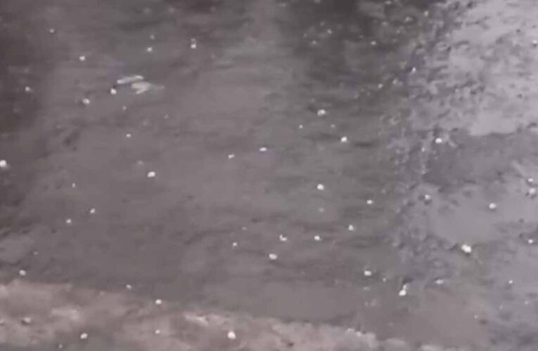 बदनावर में कुदरत का कहर: मक्का के दानों जैसे गिरे ओले, आधे घंटे में हजारों बीघा फसल बर्बाद