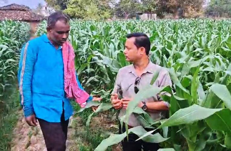 धान से मक्का की ओर बढ़ते कदम :फसलचक्र परिवर्तन से धमतरी के किसानों की बढ़ी आय, जल संरक्षण को मिली नई दिशा