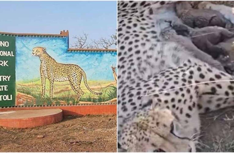 कूनो नेशनल पार्क में ज्वाला चीता ने दिया पांच शावकों को जन्म, चीतों की संख्या पहुंची 50 के पार