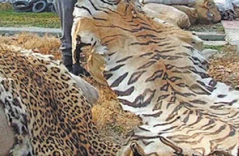 प्रतिबंधित वन्य-जीवों की अवैध बिक्री एवं पालन पर होगी सख्त कार्रवाई