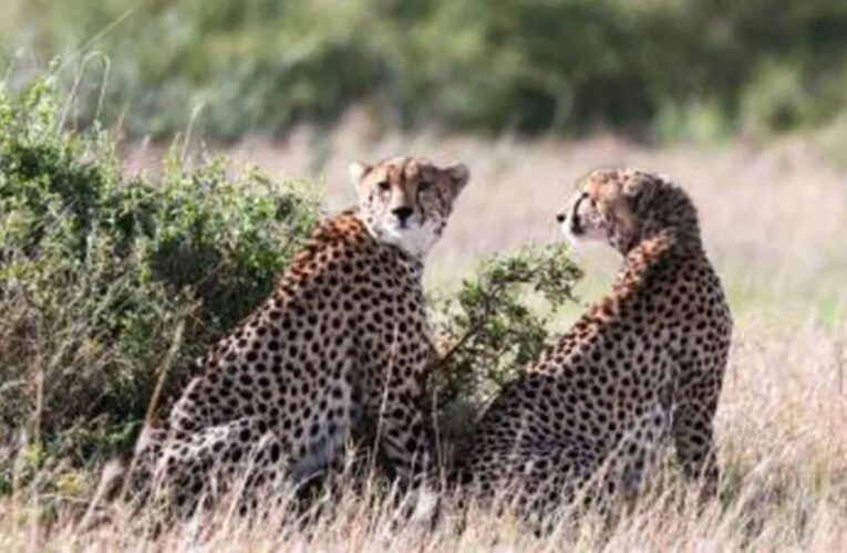 कोटा के सुल्तानपुर में दिखा कूनो का शावक KP-2 और मचा हड़कंप