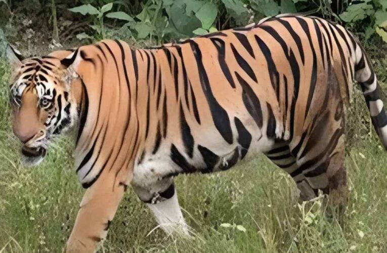 टाइगर कॉरिडोर पर जोर, बढ़ती संख्या के बीच बाघों की शिफ्टिंग की तैयारी तेज