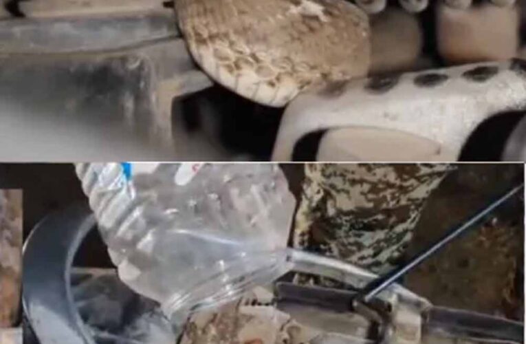 युवक को चलती बाइक में जहरीले सांप ने डसा, सीट के नीचे छिपा था ‘सॉ-स्केल्ड वाइपर स्नेक’