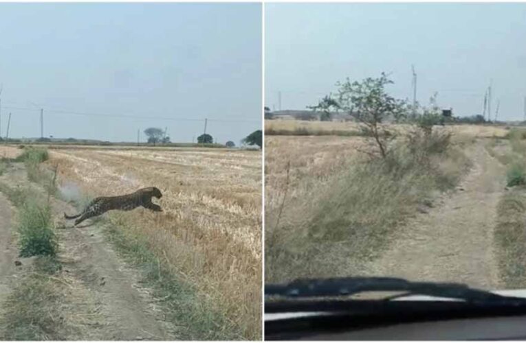 खेत में दिखा तेंदुआ, लगाई दौड़; पुलिस जवान पर झपट्टा मारकर किया घायल