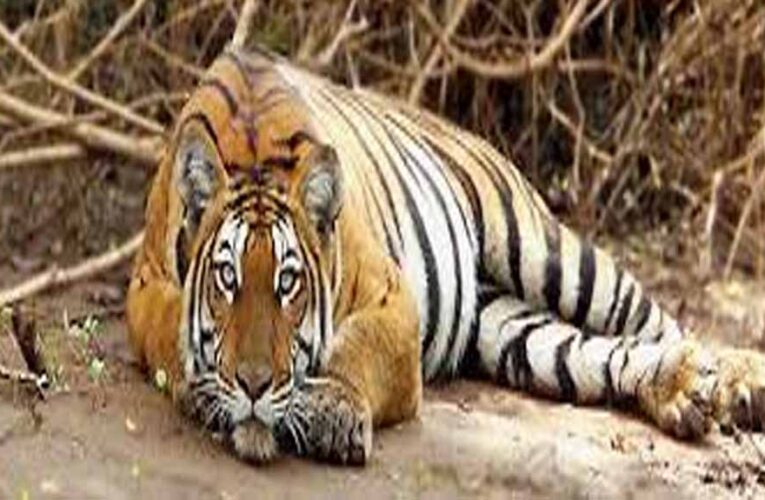 बैल की मौत का बदला बना बाघ की जान का दुश्मन: जहर देकर हत्या, रेडियो कॉलर से खुला राज