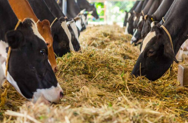 प्रयागराज में पशुओं के लिए बनेगा 12 अंकों का यूनिक आधार, पोर्टल पर स्वास्थ्य रिकार्ड भी होगा उपलब्ध