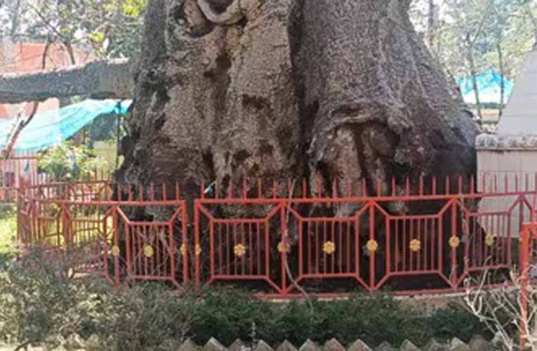 5 हजार साल पुराने पारिजात वृक्ष पर संकट: यूपी में ‘देव वृक्ष’ बीमार, इलाज में जुटे वैज्ञानिक