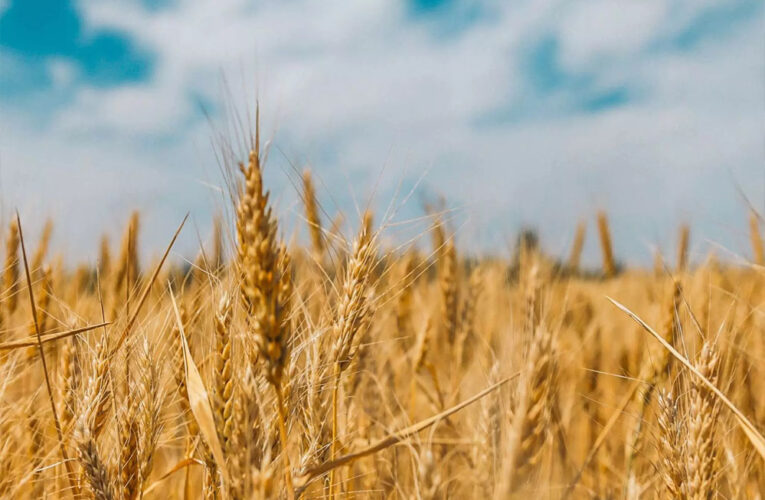 30 मार्च से प्रारम्भ होगी गेहूं खरीद, सीएम योगी ने तय किया 50 लाख मीट्रिक टन खरीद का लक्ष्य